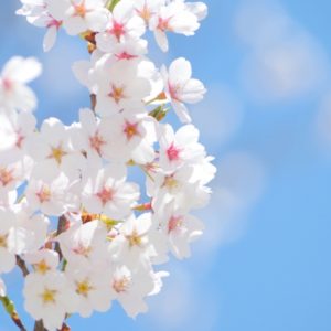 桜がもたらす驚きの癒しと美容効果について